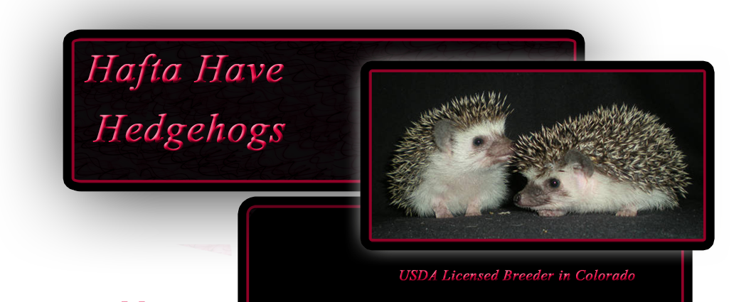 Hedgehog breeder in Colorado with pets for sale